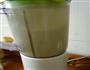 香浓牛油果香蕉奶昔的做法图解3