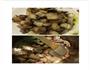 红烧肉烩土豆的做法图解3
