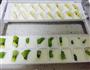 水果酸奶格的做法图解6