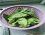 蒜泥生菜的做法图解1