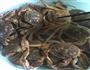清蒸大闸蟹的做法图解1