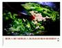 海米菠菜的做法图解4