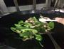 五花肉炒菜椒的做法步骤6