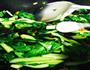 青菜炒黑木耳的做法图解8