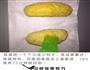黄金糯米小番薯包的做法图解4