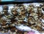 蒜蓉烤茄子的做法图解6