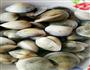 蛤蜊肉汤的做法图解1