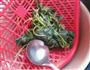 胭脂冬的做法图解10