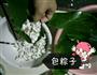 水晶粽子的做法图解4