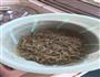 荠菜豆腐饺子的做法图解4