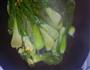 耗油香菇油菜的做法图解4