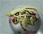 香菇人参炖鸡汤的做法图解1