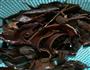 扁豆木耳炒肉的做法图解3