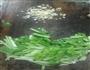 蒜蓉油菜的做法图解2
