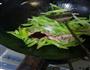 肉丝芹菜的做法图解5
