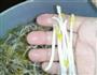 自发营养豆芽的做法图解11