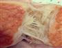 沙拉酱吐司的做法图解10