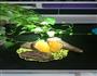 烤箱版烤红薯烤地瓜的做法图解5