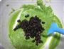 抹茶蜜豆马芬的做法图解6
