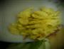 家常菜西葫芦炒鸡蛋的做法图解6