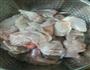 黄焖兔子肉的做法图解1