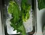 腌酸菜的做法图解7