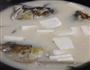 鱼头豆腐汤的做法图解7