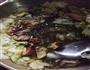 烤鸭炖白菜粉丝的做法图解3