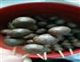 山药豆糖葫芦的做法图解2