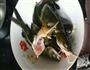 香菜豆腐炖黄鱼的做法图解1