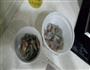 鲜虾豆腐羹的做法图解1