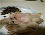 回锅肉的做法图解2