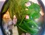 菠菜蘑菇鸭血汤的做法图解12