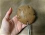 麸皮核桃红枣面包的做法图解12