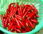 剁辣椒的做法图解1