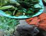 青椒炒肉的做法图解1