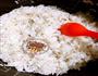 三文鱼寿司卷的做法图解1