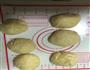 肉松面包的做法图解4