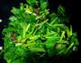 黑胡椒牛肉芹菜的做法图解5