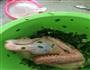 秘制油鸭的做法图解3