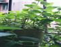 薄荷糖的做法图解2