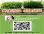 永不逊色的芽苗菜的做法图解11