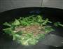 瘦肉西兰花的做法图解6