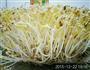 自制绿豆芽的做法图解6