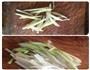 清蒸多宝鱼的做法图解2