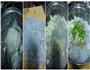 记忆里的白菜粉丝包子的做法图解3