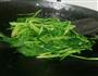 鸡蛋炒菠菜的做法图解3