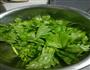 凉拌芹菜叶的做法图解1