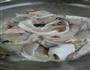 酸菜魚的做法图解1
