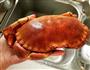 香辣黄道蟹的做法图解2